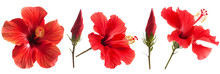 Set Of Tropical Red Hibiscus Flowers Isolated On Transparent Background