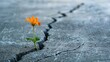 © Sascha - Resilient Flower: A Symbol of Strength and Hope Blooming Through Concrete Cracks