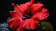 red hibiscus flower with due drops on black