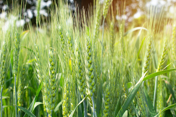 Wall Mural - Green wheat field and sunny day