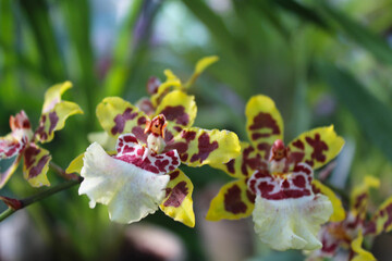 Wall Mural - exotic flowers, tiger orchid flowers on green natural blurred background