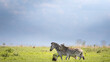 zebra crossing Savuti marsh 