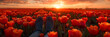 Germany woman's feet in a tulip field,
A field of tulips with the sun setting behind
