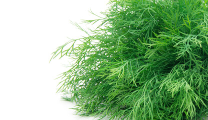 Wall Mural - Dill isolated on a white background.