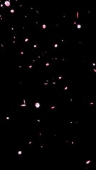 Wall Mural - rose petals falling video overlay animation with transparent background 