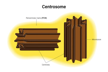 Wall Mural - Centrosome structure vector. Infographics. Organelle of eukaryotic cells. Cell biology. Microtubules.