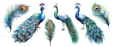 Watercolor Peacocks Birds And Feathers Set Hand Drown Illustration