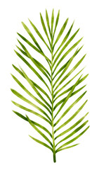 Sticker - Branch of Green Leaf watercolor style for Decorative Element