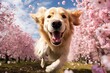 Golden retriever playing fetch in cherry blossom orchard