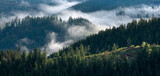 Fototapeta Las - Panoramic view over forests with morning fog