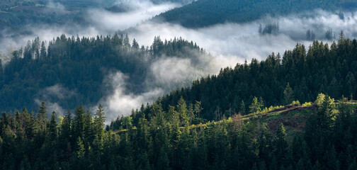 Wall Mural - panoramic view over forests with morning fog