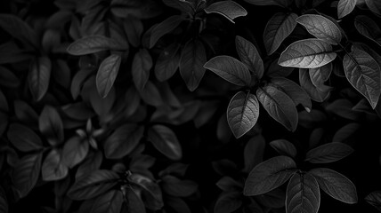 Canvas Print - A background featuring black and dark leaves, creating a mysterious and elegant atmosphere.