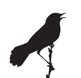 Fototapeta Młodzieżowe - Song bird on the branch. Vector silhouette