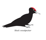 Fototapeta Młodzieżowe - Black woodpecker isolated on white background. Vector illustration