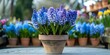 Potted hyacinths in shades of blue and violet displayed at a garden market. Concept Garden Market, Potted Plants, Hyacinths, Blue Shades, Violet Hues