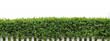 A hedge of plants. Beautiful green hedge of shrubs. Hedge and white fence. Hedge on white background.Background with hedge