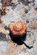 Empty snail shell on the rock stone