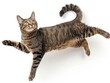 A grey tabby cat captured mid-leap with its body stretched out and all four paws extended, set against a plain white background that accentuates its dynamic posture