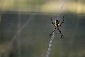 black and yellow garden spider on its web