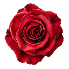 Wall Mural - isolated illustration of red rose flower. Created with Generative AI