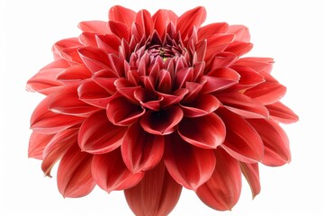 Poster - A beautiful red dahlia flower isolated on a white background