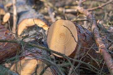 cut down tree, showing wood grain, copy space background image