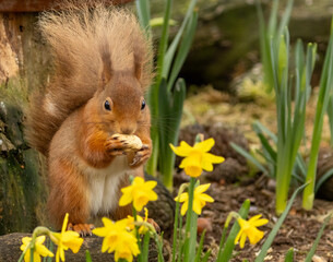 Wall Mural - Beautiful little scottish red squirrel in spring with yellow daffodils 