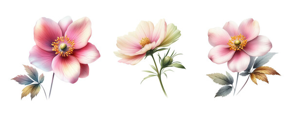 Wall Mural - set of watercolor art flowers isolated on transparent PNG background