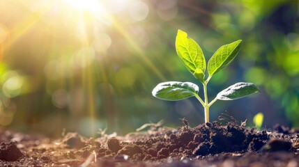Poster - Plant growing at sunlight. Concept of the environment and ecology. Renewable, sustainable sources of energy.
