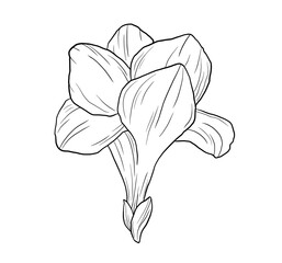 Wall Mural - Hand drawn etching freesia flower bud in sketch style. Vector black and white drawing