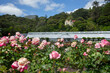 Roses and rose garden at Botanic gardens Wellington New  Zealand. Greenhouse.