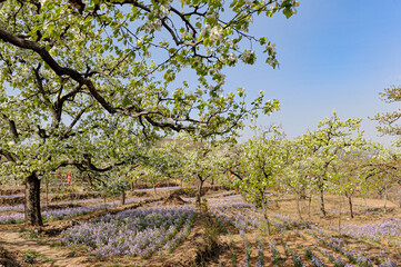 Wall Mural - Spring flowering landscape of pear trees in Qianxi, Hebei, China