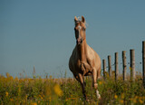 Fototapeta Konie - Beautiful palomino horse runs gallop at sunset