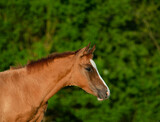 Fototapeta Konie - Cute don foal in summer