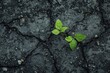 © Darya Pol - Green Sprout Emerging from Asphalt.  A resilient green sprout pushing through the cracks in the asphalt, symbolizing hope and nature's perseverance.