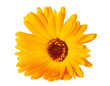Orange Marigold flower isolated on white or transparent background. Calendula medicinal plant, herbal medicine and natural ingredient for skincare beauty products.