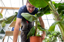 Man Attentively Caring For A Large Potted Plant In A Sunny Greenhouse.