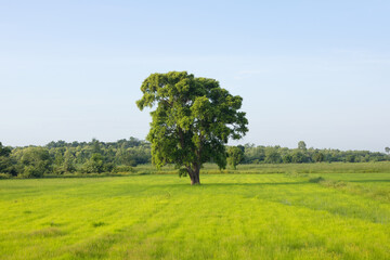 Wall Mural - large tree stands in a field of grass