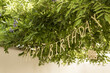 © Image Source - \Happy Birthday\' banner amidst greenery'