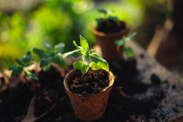 Poster - spring planting,young tree in a planting pot