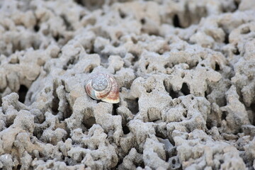 Wall Mural - An empty snail shell on perforated beach rock