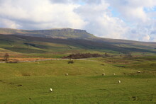 Pen-y-ghent. Sheep Graze The Rough Pasture On The Pennines In The Yorkshire Dales National Park In The Shadow Of One Of The Highest And Most Distinctive Peaks.