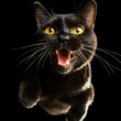 黒背景で全速力で走ってくるボンベイ猫
