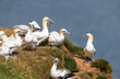 Gannets gathering nest material