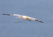 Gannet with nest material