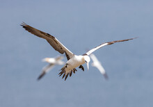 Gannets In Flight