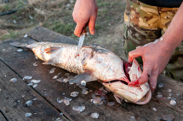 The man rips up the caught fish, cleans the scales. Fishing on the river, a fisherman caught a pike fish. Fishing spinning and nets, male hobby. Commercial fishing.