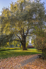 Poster - Silver poplar veteran tree in Zaslaw Malicki Park in Warsaw capital city, Poland