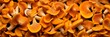 Chanterelle mushrooms as background, banner, texture. Fresh raw chanterelle top view