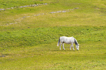 White horse alone in a meadow